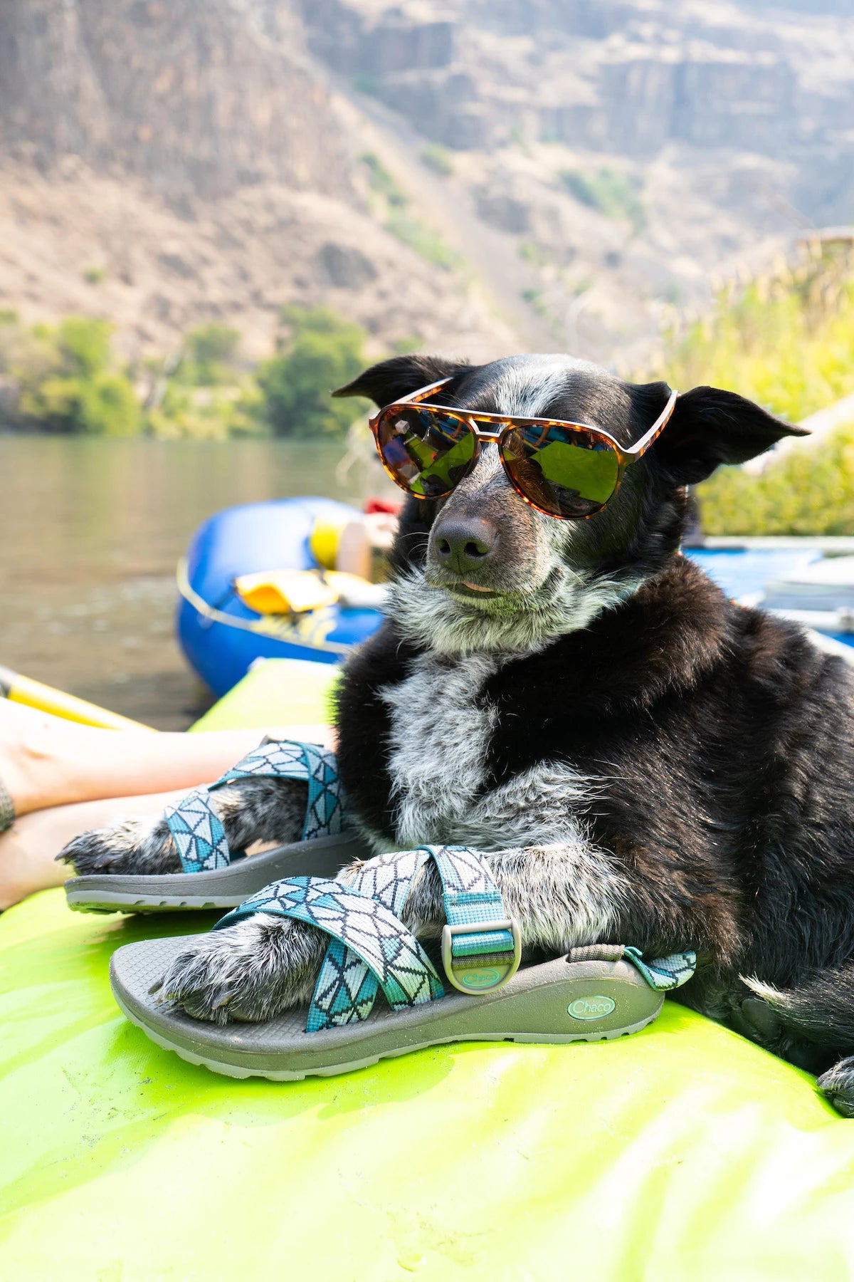 Chacos hot sale for dogs