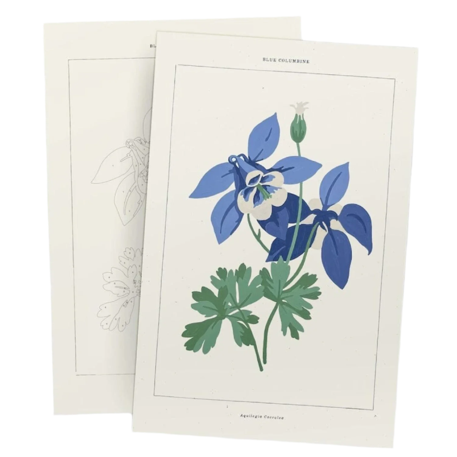 Coloready 10. GIFTS|ACCESSORIES - GIFT - GIFT Blue Columbine Botanical Kit