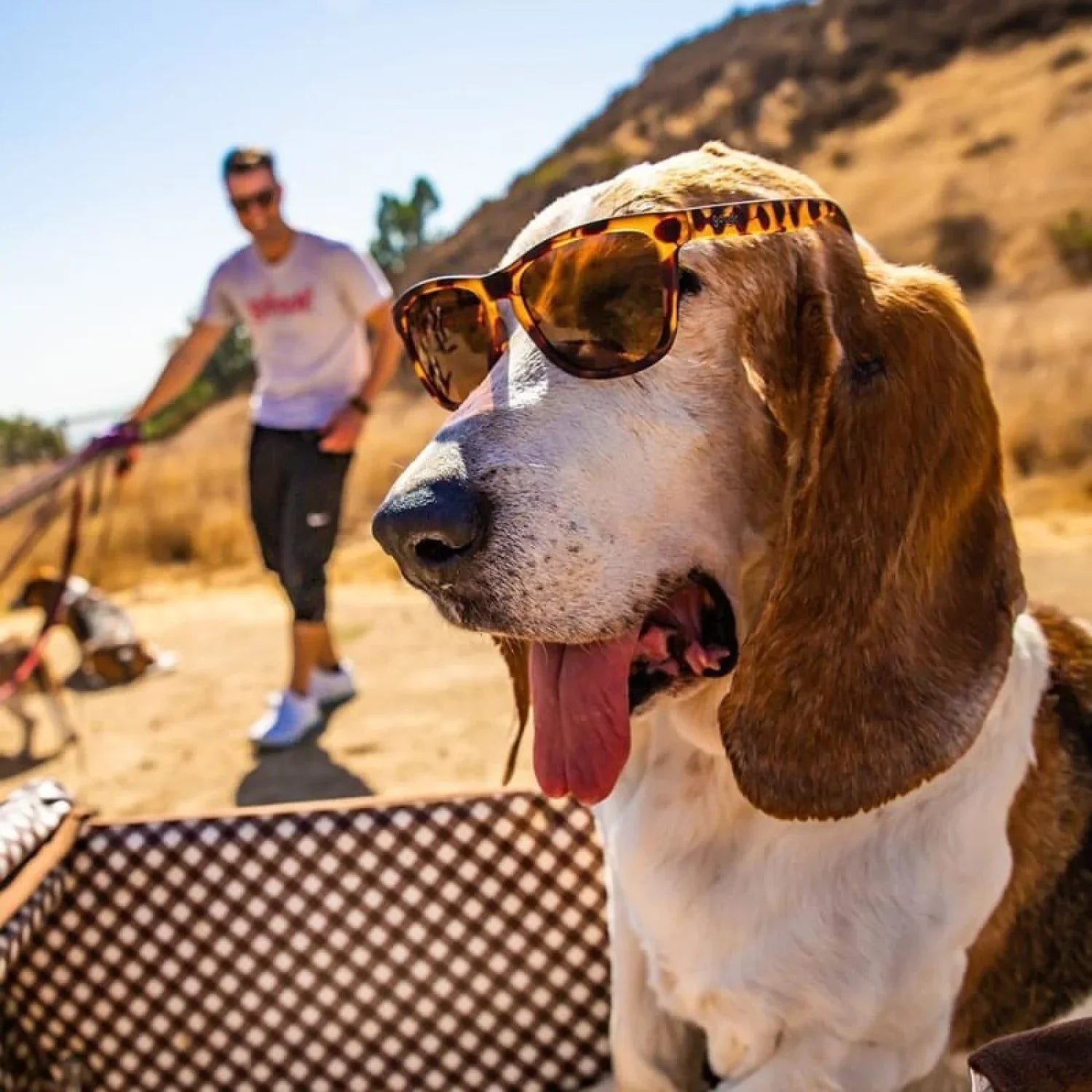 Goodr 07. EYEWEAR - SUNGLASSES - SUNGLASSES The OGs BOSLEYS BASSET HOUND DREAMS